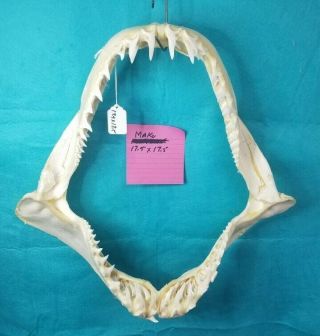 17.  5 " ×17.  5 " Mako Shark Jaws Tooth Teeth Taxidermy Mount Skull Skeleton Real Bone