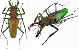 Insect Beetles Prioninae Psalidognathus Friendi 83 Mm Colombia