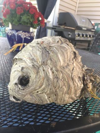 Huge Black Hornet Nest Display Taxidermy Round Real Paper Wasp Bees Bald Face