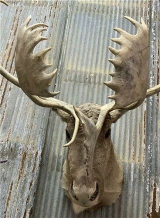 Caribou Head And Shoulder Mount,  Taxidermy,  Cabin Decor,  Antlers,  Hunting Trophy