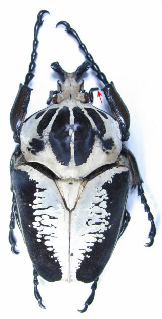 Coleoptera Cetonidae Big Goliathus Regius 101 Mm.  From Ghana Full Data