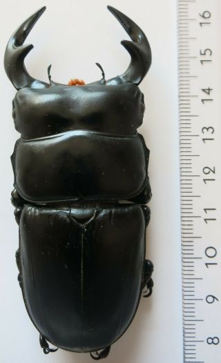 Lucanidae,  Dorcus Antaeus,  Thailand,  Giant,  80 Mm,  A1