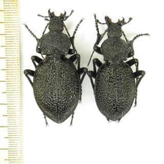 Coleoptera Carabus Procerus Gigas Gigas1 Pair A1 / Female 50 / Male 45mm / Italy