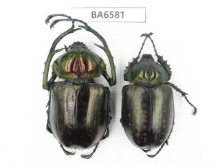 Beetle.  Cheirotonus Macleayi.  Tibet,  Motuo County.  1p.  Ba6581.