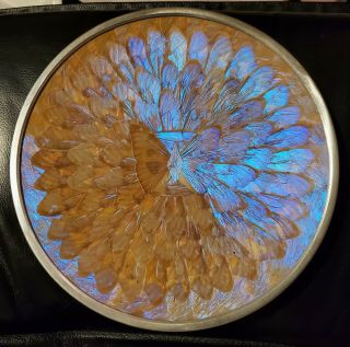 Rare Vintage Blue Morpho Butterfly Wing Wall Hanging Plate 9.  5 " Diam