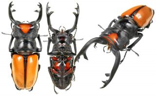 Insect Beetles Lucanidae Odontolabis Lacordairei 85 Mm W.  Sumatra