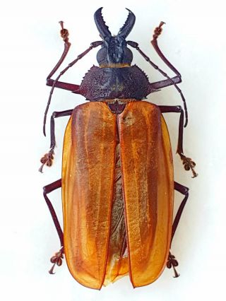 Very Rare Prioninae Macrodontia Flavipennis Female Huge 72mm,  Paraguay