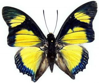 Insect Butterfly Nymphalidae Charaxes Fournierae Kigeziensis - Very Rare Male 1