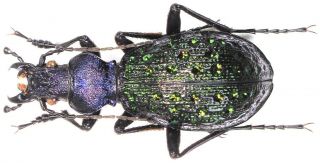 30.  Carabidae - Carabus (aristocarabus) Aristocarabus Jiajiensis.  Female,  Rare