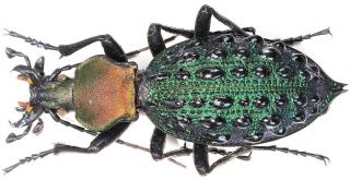 14.  Carabidae - Carabus (coptolabrus) Mirificus Ssp.  Elisabetianus.  Male