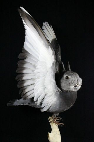 Taxidermy Oddity Stuff Gray Rabbit Head On Open Wing Dove Body Birthday Gift