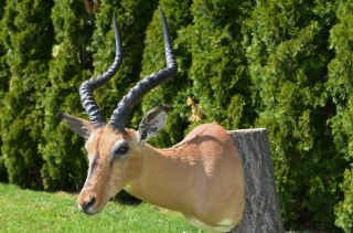 African Antelope Kob Shoulder Mount Trophy Taxidermy