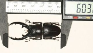 Lucanidae Prosopocoilus Reni F.  Black Hainan Island Endemic 60.  3mm