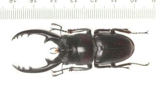 LUCANIDAE Prosopocoilus reni f.  black HAINAN ISLAND Endemic 60.  3mm 2