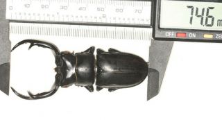 Lucanidae Stag Beetle Rhaetus Westwoodi Nw Yunnan 74.  6mm