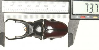 Lucanidae Dorcus Hemisodorcus Donckieri Nw Yunnan 73.  7mm