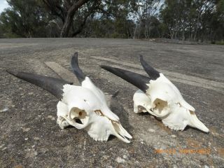 2 X Young Billy Goat Skulls Black Horns Taxidermy Hunting Gothic Bone Craft Hunt