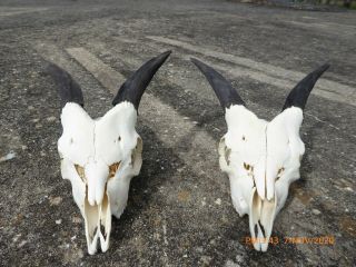 2 x young Billy goat skulls black horns taxidermy hunting gothic bone craft hunt 2