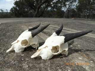 2 x young Billy goat skulls black horns taxidermy hunting gothic bone craft hunt 3