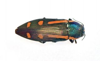 Buprestidae: - Sp.  Mexico Los Chimalapas Oaxaca Ultra Rare Mx - 3689