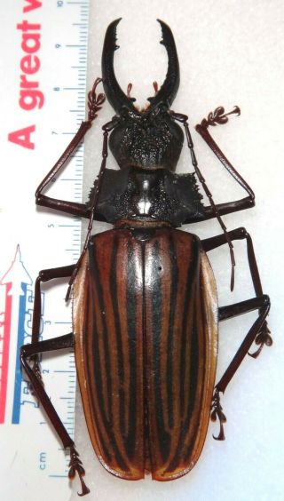 Top Rarity Macrodontia Castroi 93mm Honduras Beetle Insect Dynastes