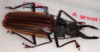 TOP RARITY Macrodontia castroi 93mm Honduras Beetle Insect Dynastes 2