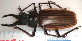 TOP RARITY Macrodontia castroi 93mm Honduras Beetle Insect Dynastes 3