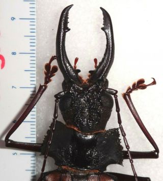 TOP RARITY Macrodontia castroi 93mm Honduras Beetle Insect Dynastes 4