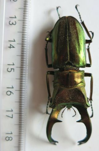 Lucanidae,  Cyclommatus Cupreonitens " Bicolor ",  Very Special Color,  57mm,  A1