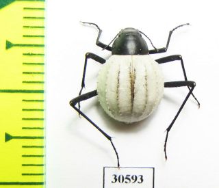 Tenebrionidae,  Stenocara Eburnea,  Female,  Namibia