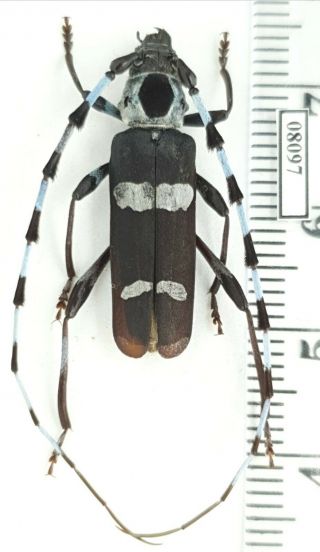 Cerambycidae Rosalia Funebris Usa,  California
