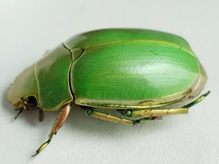 Scarabaeidae,  Rutelinae Chrysina ?marginata Panama