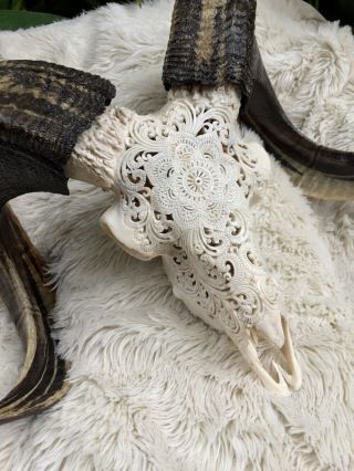 Real Skull Carved Goat Ram Skull Filigree Taxidermy Buffalo Bali Unique