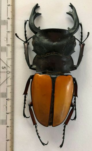 Lucanidae,  Odontolabis Femoralis Femoralis,  W.  - Malaysia,  Giant,  90 Mm