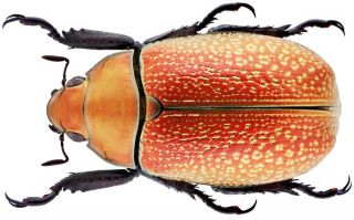 Insect - Rutelidae Chrysina Cunninghami Sp.  Nov.  - Panama - Female 34mm.