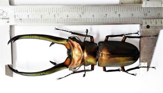 Cyclommatus Elaphus 100mm From Sumatra Indonesia