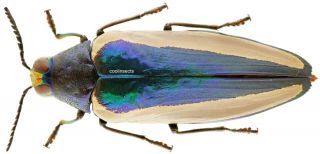 Insect - Buprestidae Chrysochroa Limbata - Sarawak - 51mm.