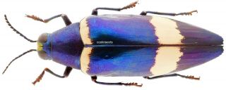 Insect - Buprestidae Chrysochroa Klapaleki - Kalimantan - 52mm.