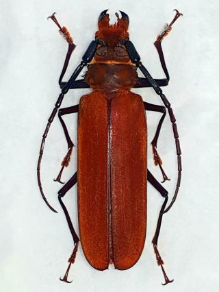 Very Rare Prioninae Callipogon Fragosoi Male Giant 75mm,  Costa Rica