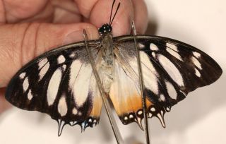 Butterflie Charaxes Lydiae Very Rare From Cameroon