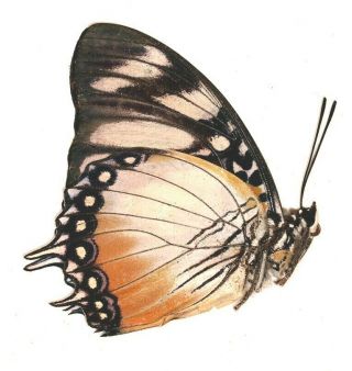 Butterflie Charaxes lydiae VERY RARE from Cameroon 2