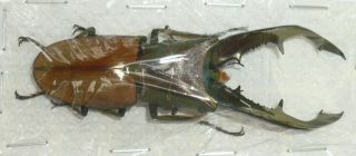 Cyclommatus Montanellus From Sabah,  North Borneo (72 Mm)