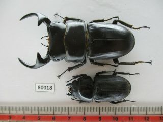 80018 Lucanidae: Dorcus Curvidens Babai.  Vietnam South.  72mm.  Big