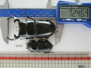 80018 Lucanidae: Dorcus curvidens babai.  Vietnam South.  72mm.  big 2