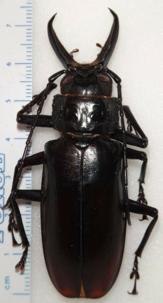 Prioninae Stenodontes Exsertus 73.  1mm Dominican Republic 26a Beetle Titanus