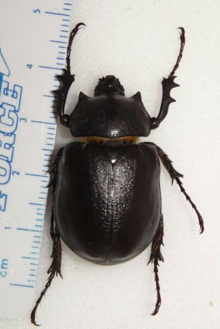 Huge Megasoma Punctulatus Punctulatum 33.  5mm Arizona 24i Rhino Beetle Rare Size