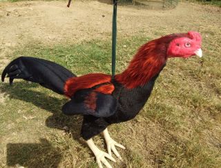 Cock Doll Chickens For Trainning Thai Rooster Collectibles Kids Toy Silicone