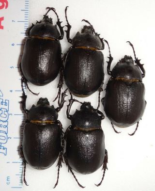 5 Megasoma Punctulatus Punctulatum Arizona 24l Rhino Beetles Deal