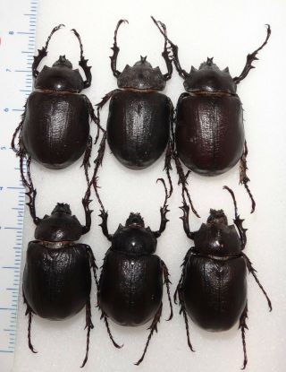 6 Megasoma Punctulatus Punctulatum Arizona 24k Rhino Beetles Deal