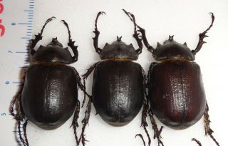 6 Megasoma punctulatus punctulatum Arizona 24K Rhino Beetles Deal 2